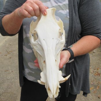13" Wild Boar Skull