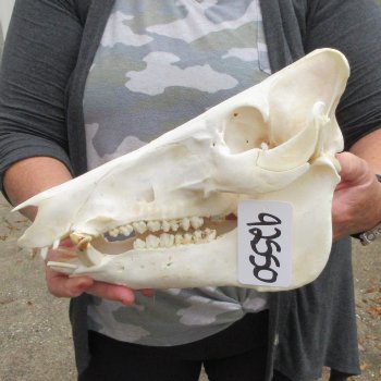13" Wild Boar Skull