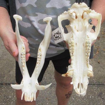 13" Wild Boar Skull