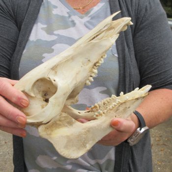 B-Grade 10" Wild Boar Skull
