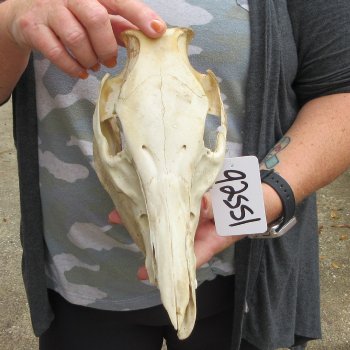 B-Grade 10" Wild Boar Skull