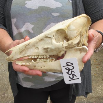 B-Grade 10" Wild Boar Skull
