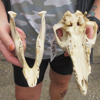 B-Grade 10" Wild Boar Skull