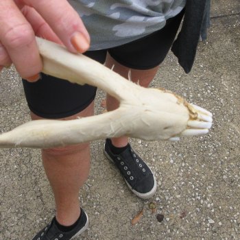 B-Grade 10" Wild Boar Skull