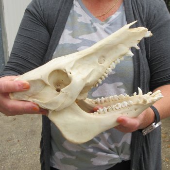 B-Grade 11" Wild Boar Skull