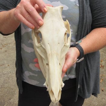 B-Grade 11" Wild Boar Skull