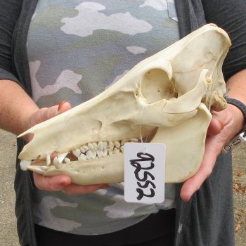 B-Grade 11" Wild Boar Skull