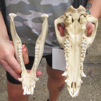 B-Grade 11" Wild Boar Skull