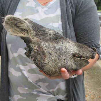Real Preserved Georgia Wild Boar Hog Head (9-1/2") - $30