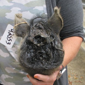 Real Preserved Georgia Wild Boar Hog Head (9-1/2") - $30