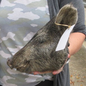 Real Preserved Georgia Wild Boar Hog Head (9-1/2") - $30