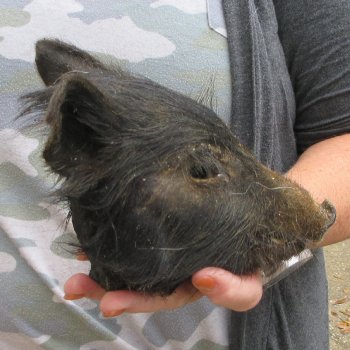 Real Preserved Georgia Wild Boar Hog Head (6-1/2") - $20