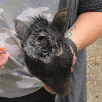 Real Preserved Georgia Wild Boar Hog Head (6-1/2") - $20