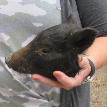 Real Preserved Georgia Wild Boar Hog Head (6-1/2") - $20