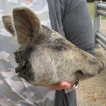 Real Preserved Georgia Wild Boar Hog Head (9-1/2") - $30