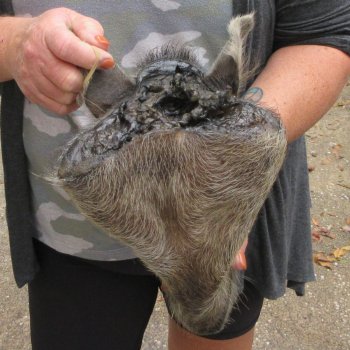 Real Preserved Georgia Wild Boar Hog Head (9-1/2") - $30