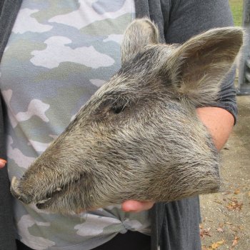 Real Preserved Georgia Wild Boar Hog Head (9-1/2") - $30
