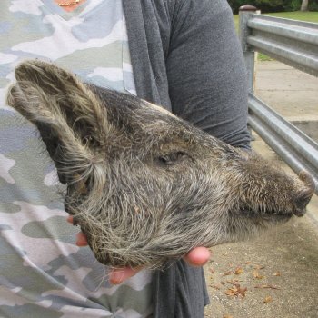Real Preserved Georgia Wild Boar Hog Head (9-1/2") - $30