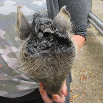Real Preserved Georgia Wild Boar Hog Head (9-1/2") - $30