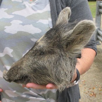 Real Preserved Georgia Wild Boar Hog Head (9-1/2") - $30