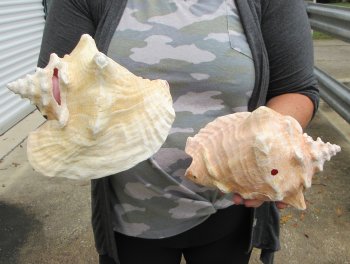 Two piece lot of 8" B-Grade Pink Conchs - $24