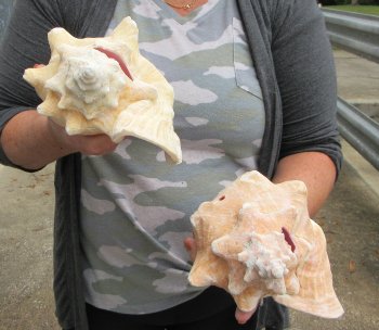 Two piece lot of 8" B-Grade Pink Conchs - $24