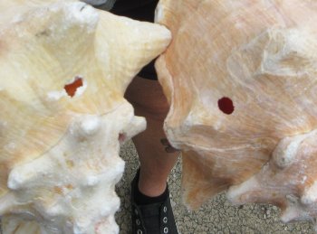 Two piece lot of 8" B-Grade Pink Conchs - $24