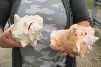 Two piece lot of 8" B-Grade Pink Conchs - $24