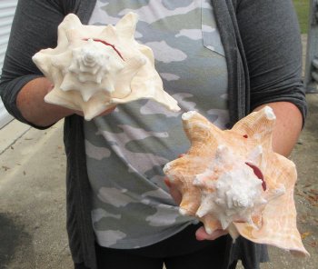 Two piece lot of 8" B-Grade Pink Conchs - $24