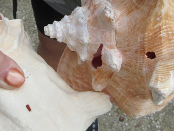 Two piece lot of 8" B-Grade Pink Conchs - $24