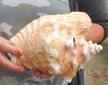 9 inch B-Grade Pink Conchs - $20