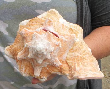9 inch B-Grade Pink Conchs - $20