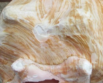 9 inch B-Grade Pink Conchs - $20