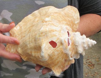 9 inch B-Grade Pink Conchs - $20