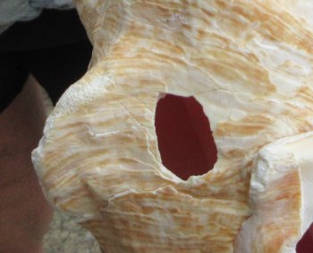 9 inch B-Grade Pink Conchs - $20
