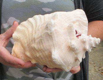 9 inch B-Grade Pink Conchs - $20