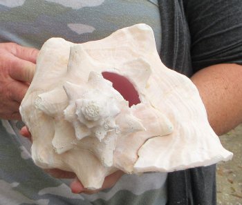 9 inch B-Grade Pink Conchs - $20