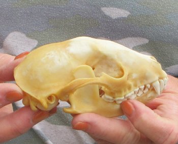 Two piece B-Grade Raccoon Skull 4-1/2 inch 