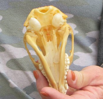 Two piece B-Grade Raccoon Skull 4-1/2 inch 