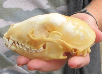 Two piece B-Grade Raccoon Skull 4-1/2 inch 