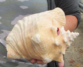 For sale 9" Huge Pink Conch Shell - $22
