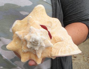 For sale 9" Huge Pink Conch Shell - $22