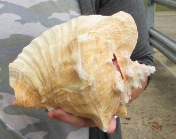 For sale 9" Huge Pink Conch Shell - $22