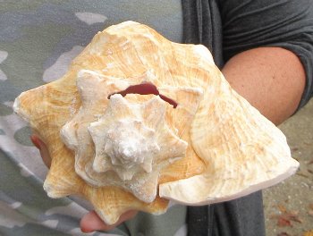 For sale 9" Huge Pink Conch Shell - $22