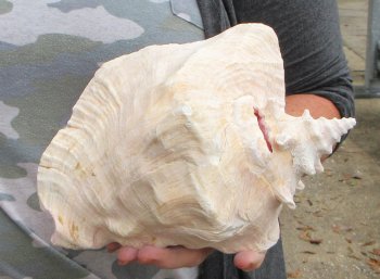 For sale 9" Huge Pink Conch Shell - $22