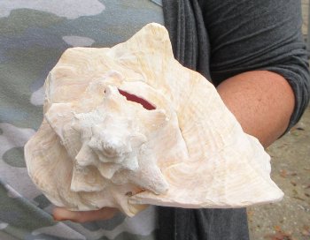 For sale 9" Huge Pink Conch Shell - $22