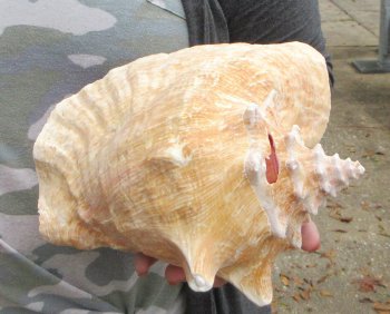 For sale 9" Huge Pink Conch Shell - $22