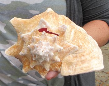 For sale 9" Huge Pink Conch Shell - $22