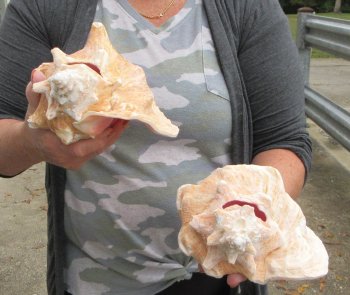 Buy this 2 pc lot of 8" Pink Conchs - $32/lot