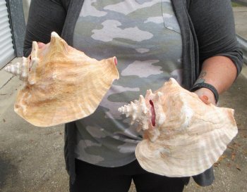 Buy this 2 pc lot of 8" Pink Conchs - $32/lot